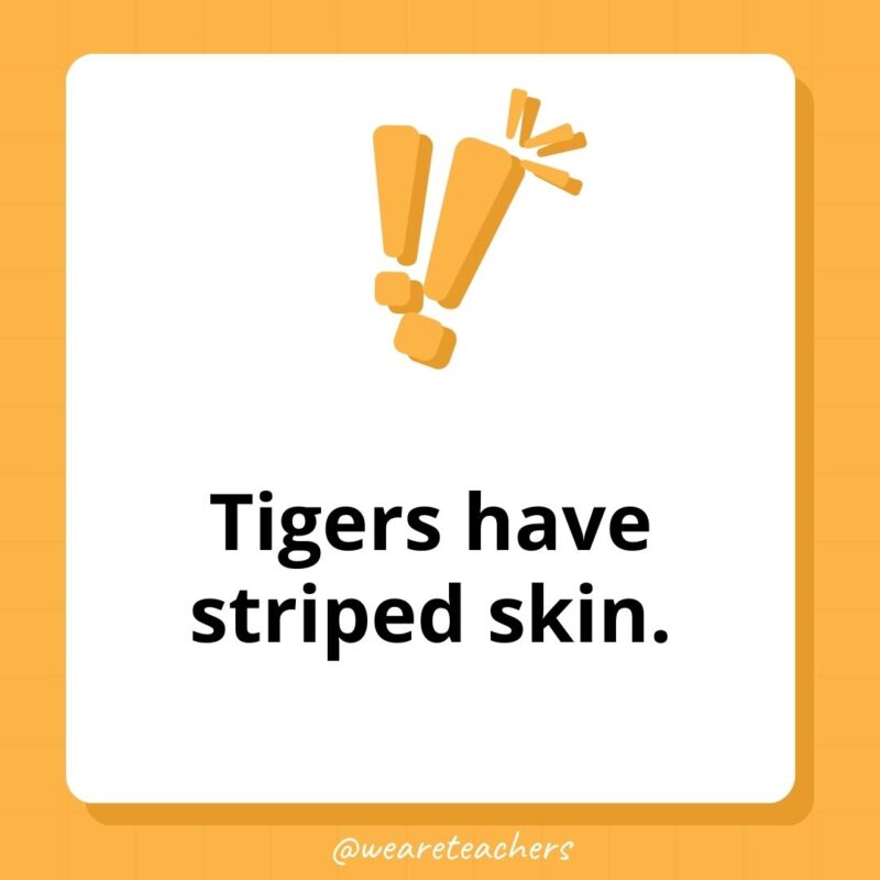 Weird fun facts - Tigers have striped skin.