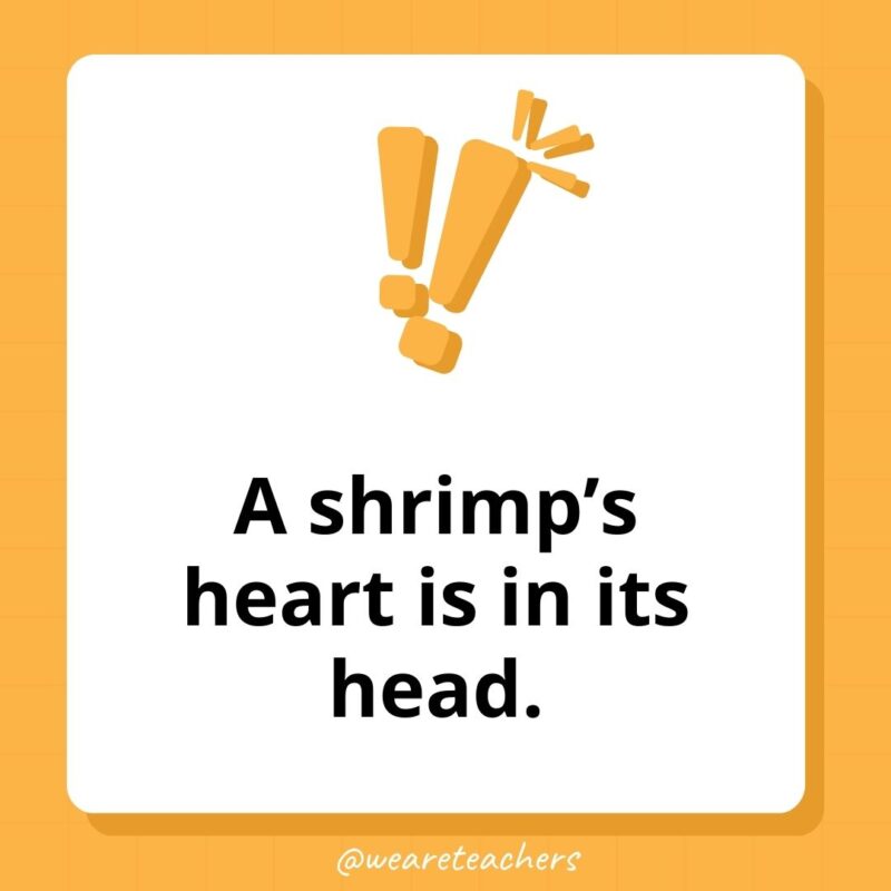 Weird fun facts - A shrimp’s heart is in its head.