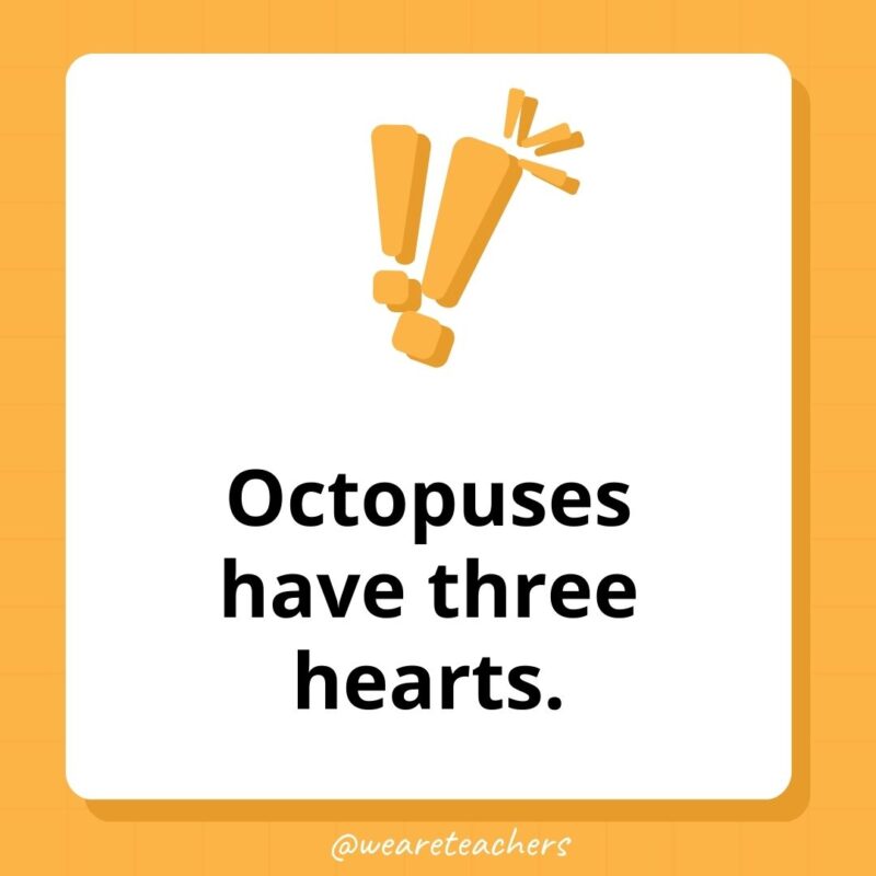 Weird fun facts - Octopuses have three hearts.