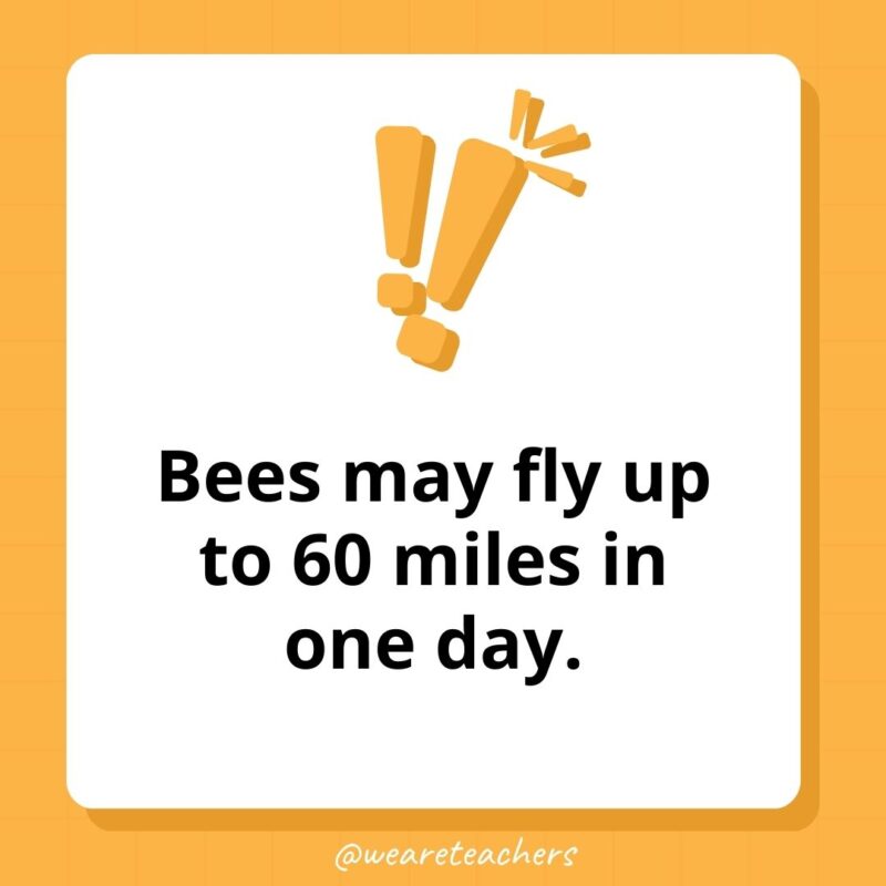 Bees may fly up to 60 miles in one day.