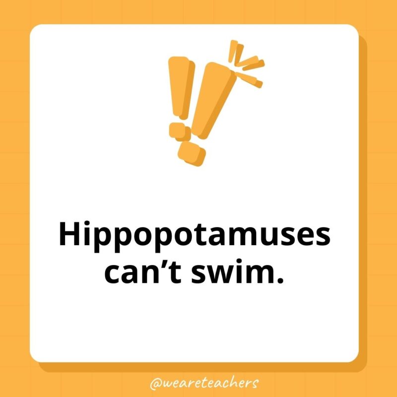 Hippopotamuses can’t swim.