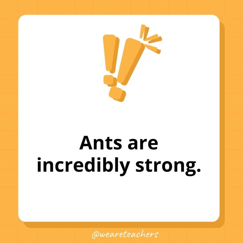 Ants are incredibly strong. 