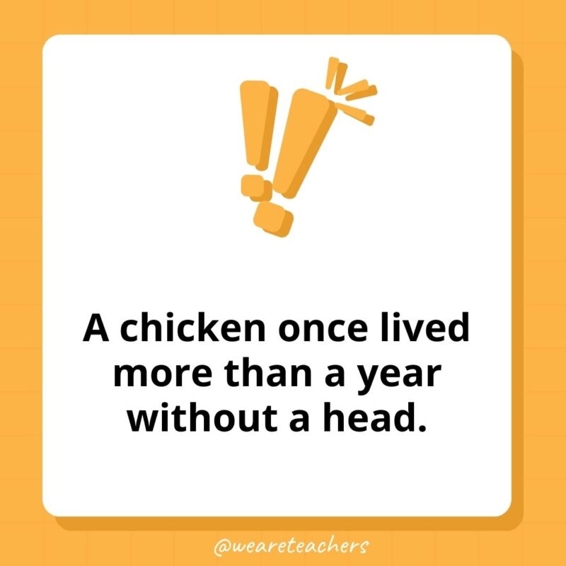 A chicken once lived more than a year without a head.