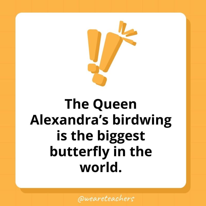 Weird fun facts - The Queen Alexandra's birdwing is the biggest butterfly in the world.