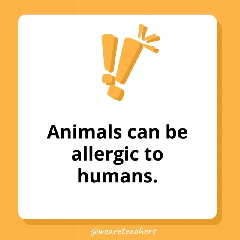 Weird fun facts - Animals can be allergic to humans.