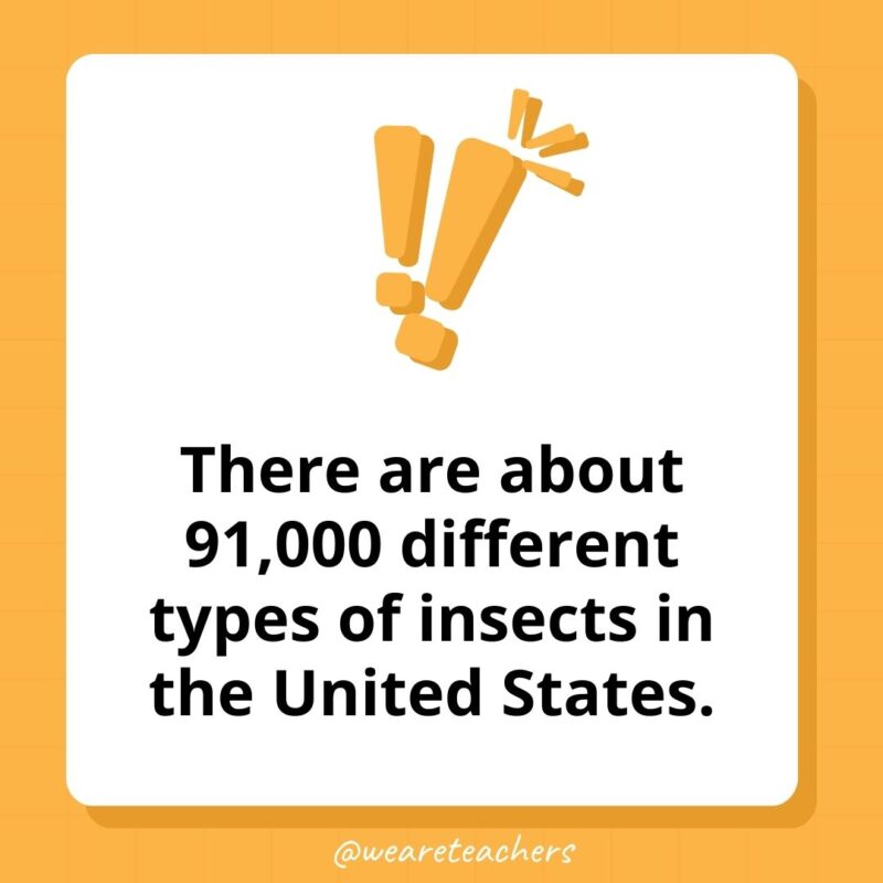 There are about 91,000 different types of insects in the United States.