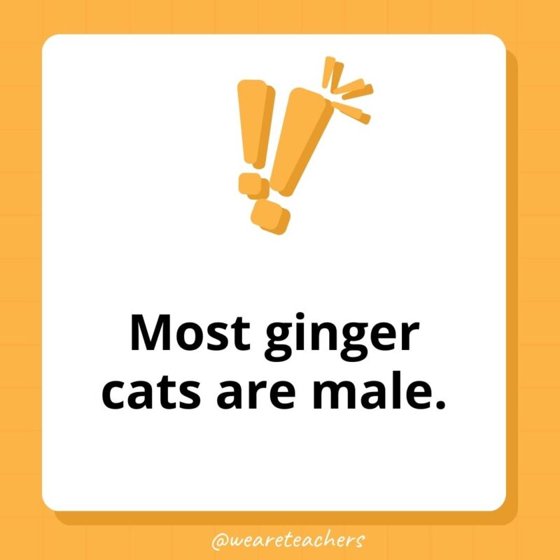 Most ginger cats are male.