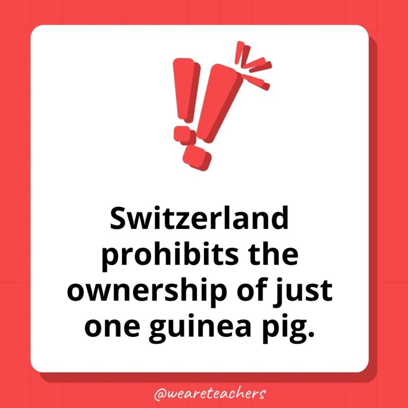 Weird fun facts - Switzerland prohibits the ownership of just one guinea pig.