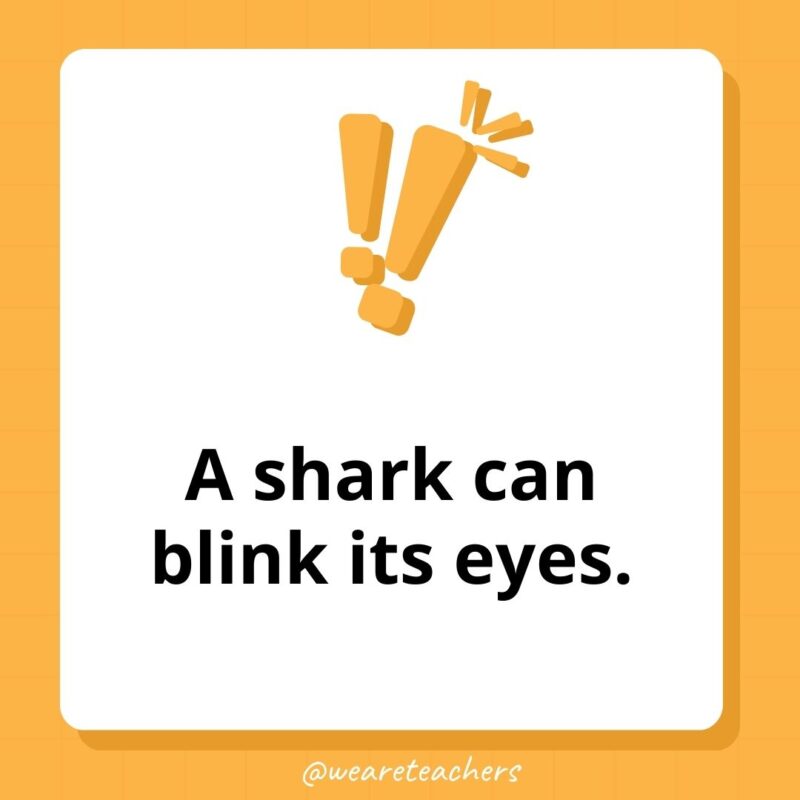  A shark can blink its eyes.