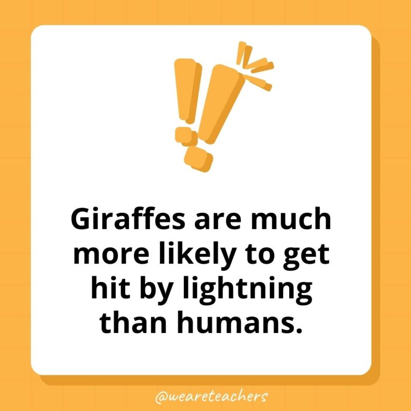 Giraffes are much more likely to get hit by lightning than humans.