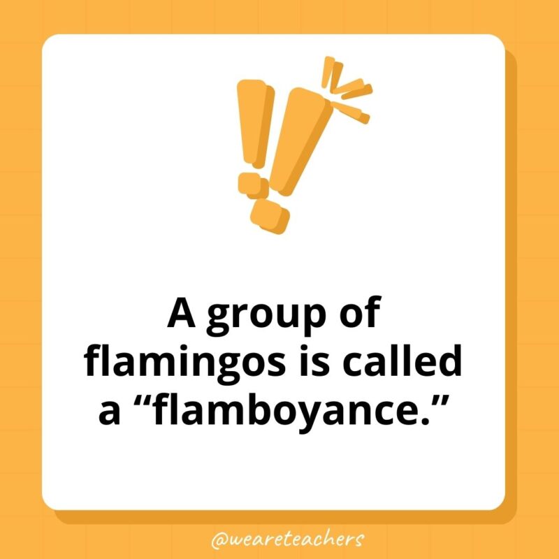 Weird fun facts - A group of flamingos is called a 