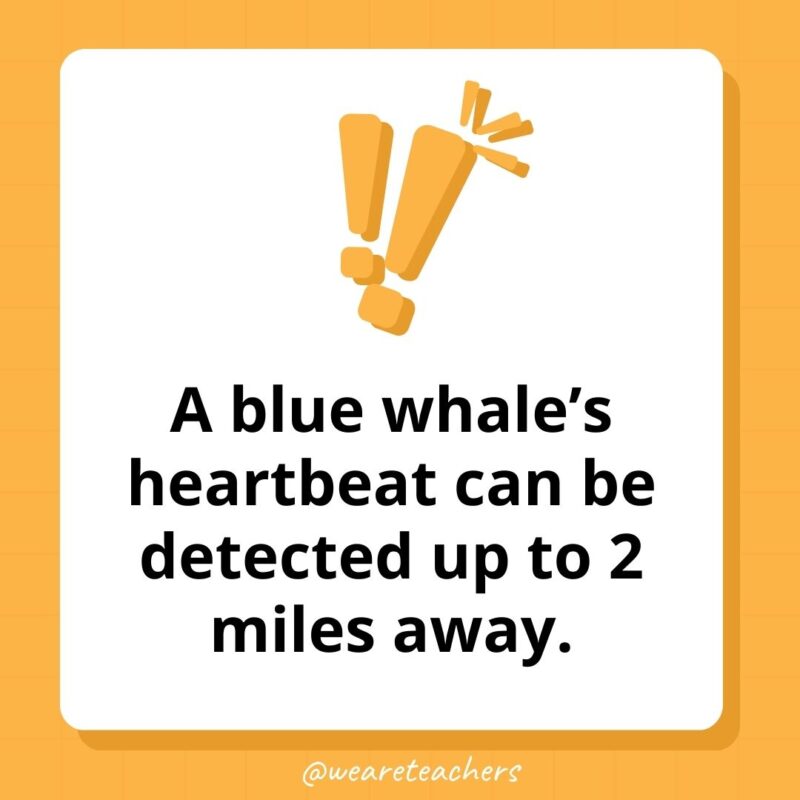  A blue whale's heartbeat can be detected up to 2 miles away.