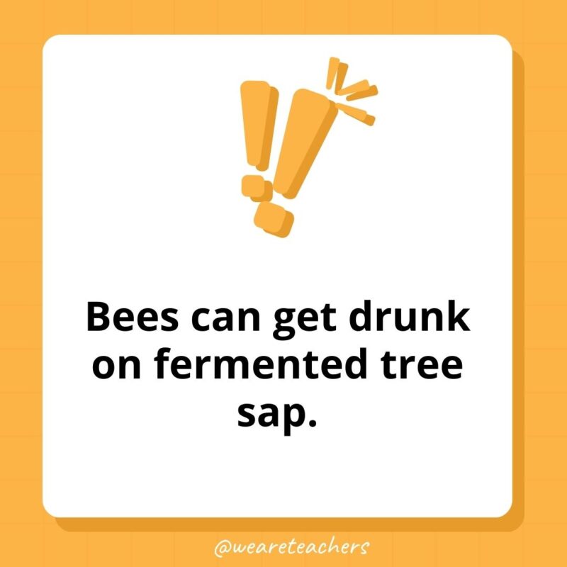 Bees can get drunk on fermented tree sap.- weird fun facts