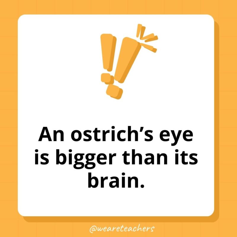 An ostrich's eye is bigger than its brain. 