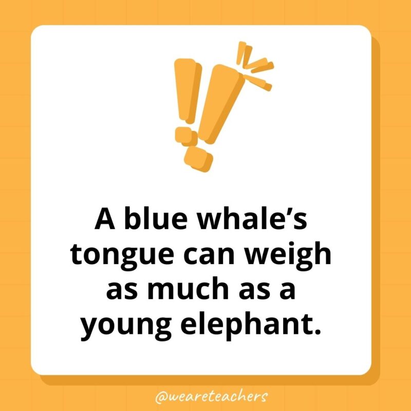 A blue whale’s tongue can weigh as much as a young elephant. 