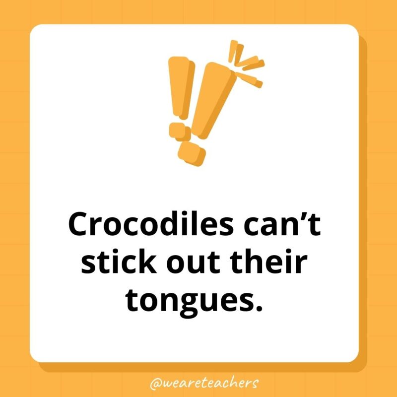 Crocodiles can’t stick out their tongues.