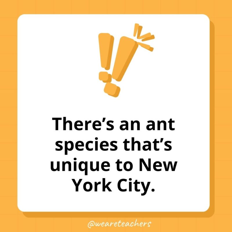 Weird fun facts - There's an ant species that's unique to New York City.