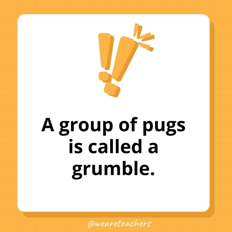 A group of pugs is called a grumble.