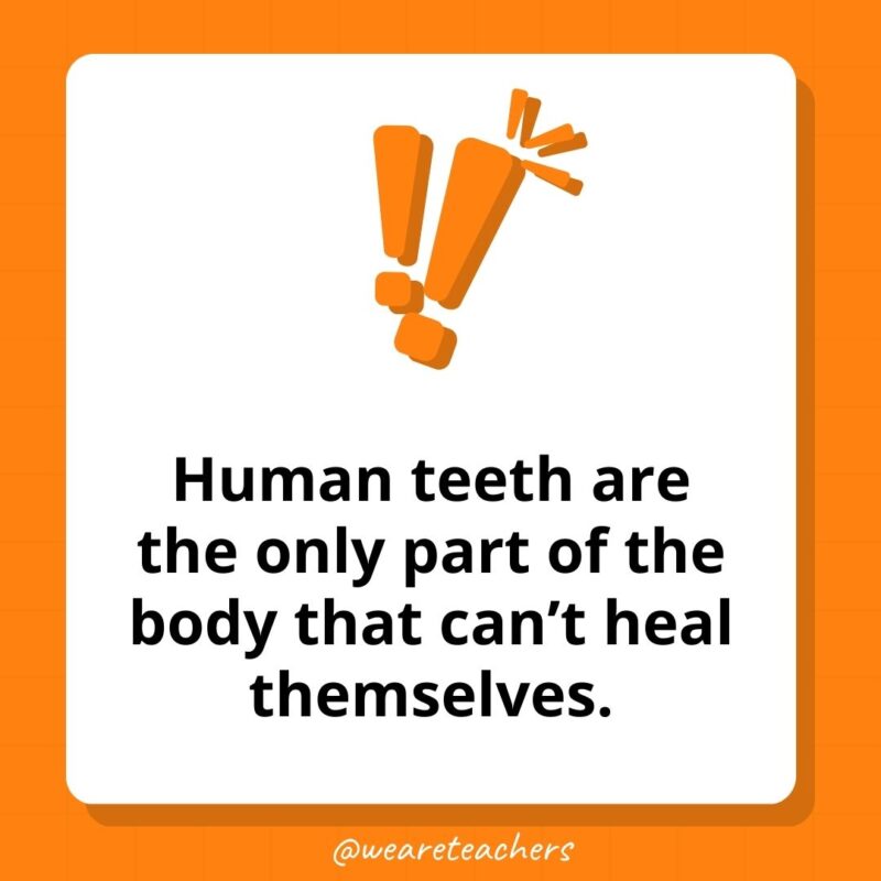 Weird fun facts - Human teeth are the only part of the body that can’t heal themselves. 