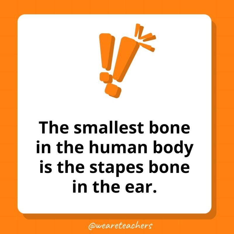 The smallest bone in the human body is the stapes bone in the ear.