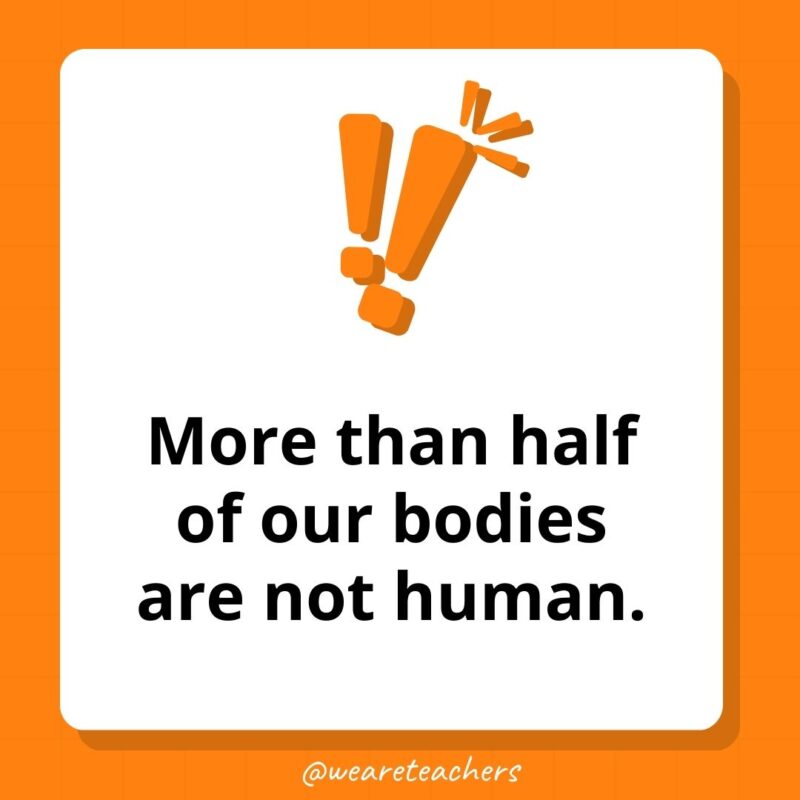 More than half of our bodies are not human.