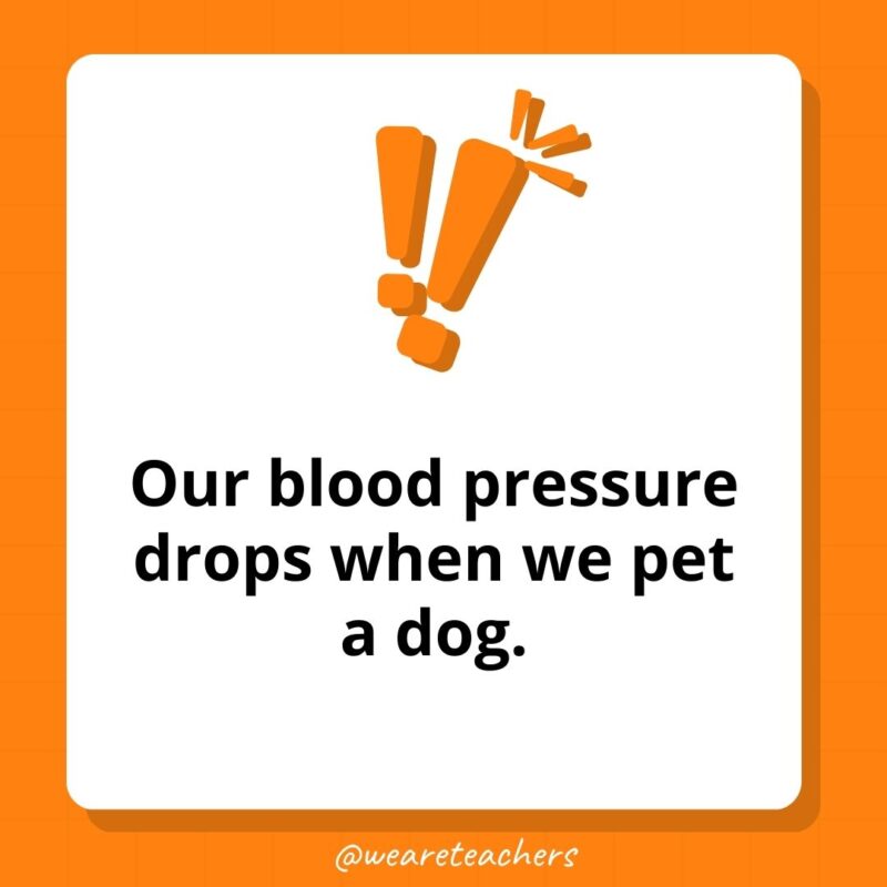 Our blood pressure drops when we pet a dog.