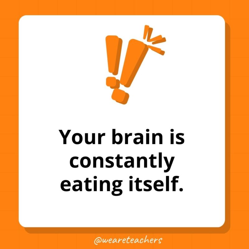 Your brain is constantly eating itself.