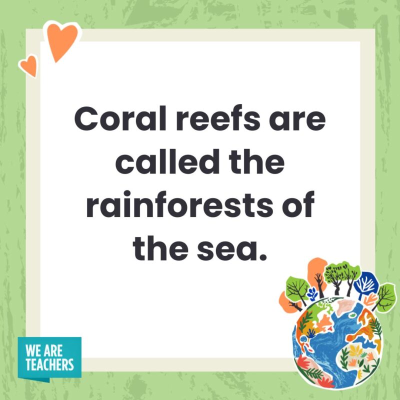 Coral reefs are called the rainforests of the sea.