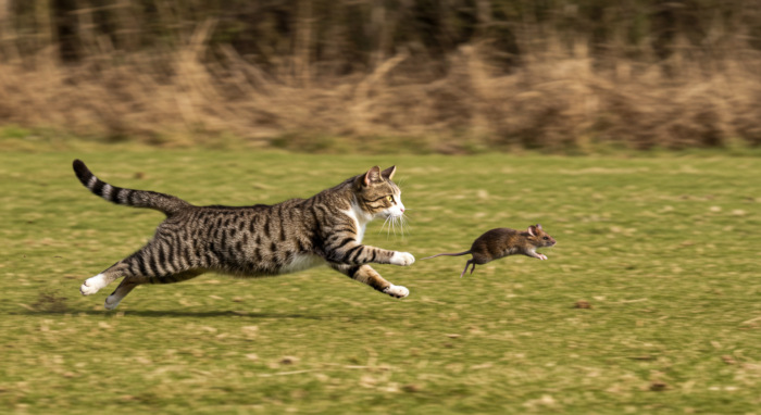 cat chasing mouse